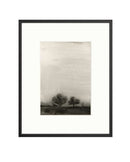 Trees In The Mist