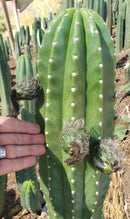 Trichocereus Cactus Seeds Pachanoi, Peruvianus, Bridgesii, Scopulicola, Hybrid seed & others For Sale
