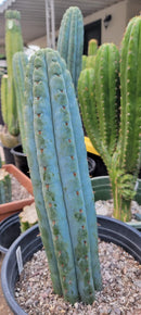 Trichocereus Cactus Seeds Pachanoi, Peruvianus, Bridgesii, Scopulicola, Hybrid seed & others For Sale