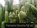 Trichocereus Cactus Seeds Pachanoi, Peruvianus, Bridgesii, Scopulicola, Hybrid seed & others For Sale