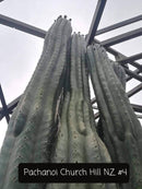 Trichocereus Cactus Seeds Pachanoi, Peruvianus, Bridgesii, Scopulicola, Hybrid seed & others For Sale