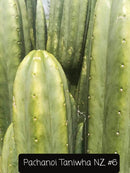 Trichocereus Cactus Seeds Pachanoi, Peruvianus, Bridgesii, Scopulicola, Hybrid seed & others For Sale
