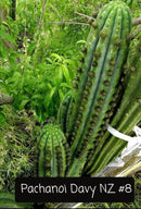Trichocereus Cactus Seeds Pachanoi, Peruvianus, Bridgesii, Scopulicola, Hybrid seed & others For Sale
