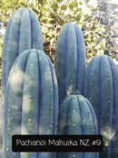 Trichocereus Cactus Seeds Pachanoi, Peruvianus, Bridgesii, Scopulicola, Hybrid seed & others For Sale