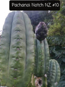 Trichocereus Cactus Seeds Pachanoi, Peruvianus, Bridgesii, Scopulicola, Hybrid seed & others For Sale