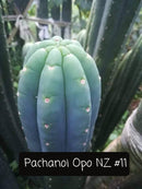 Trichocereus Cactus Seeds Pachanoi, Peruvianus, Bridgesii, Scopulicola, Hybrid seed & others For Sale