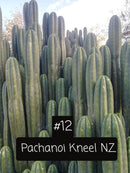 Trichocereus Cactus Seeds Pachanoi, Peruvianus, Bridgesii, Scopulicola, Hybrid seed & others For Sale