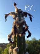 Trichocereus Cactus Seeds Pachanoi, Peruvianus, Bridgesii, Scopulicola, Hybrid seed & others For Sale