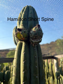 Trichocereus Cactus Seeds Pachanoi, Peruvianus, Bridgesii, Scopulicola, Hybrid seed & others For Sale