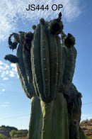 Trichocereus Cactus Seeds Pachanoi, Peruvianus, Bridgesii, Scopulicola, Hybrid seed & others For Sale