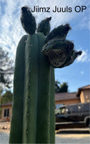 Trichocereus Cactus Seeds Pachanoi, Peruvianus, Bridgesii, Scopulicola, Hybrid seed & others For Sale