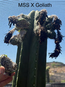 Trichocereus Cactus Seeds Pachanoi, Peruvianus, Bridgesii, Scopulicola, Hybrid seed & others For Sale