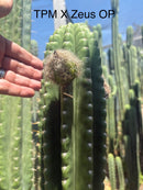 Trichocereus Cactus Seeds Pachanoi, Peruvianus, Bridgesii, Scopulicola, Hybrid seed & others For Sale