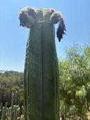 Trichocereus Cactus Seeds Pachanoi, Peruvianus, Bridgesii, Scopulicola, Hybrid seed & others For Sale