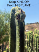 Trichocereus Cactus Seeds Pachanoi, Peruvianus, Bridgesii, Scopulicola, Hybrid seed & others For Sale
