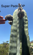 Trichocereus Cactus Seeds Pachanoi, Peruvianus, Bridgesii, Scopulicola, Hybrid seed & others For Sale