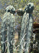 Trichocereus Cactus Seeds Pachanoi, Peruvianus, Bridgesii, Scopulicola, Hybrid seed & others For Sale