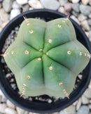 Trichocereus Cactus Seeds Pachanoi, Peruvianus, Bridgesii, Scopulicola, Hybrid seed & others For Sale