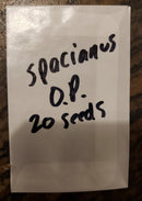 Trichocereus Cactus Seeds Pachanoi, Peruvianus, Bridgesii, Scopulicola, Hybrid seed & others For Sale
