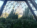 Trichocereus Cactus Seeds Pachanoi, Peruvianus, Bridgesii, Scopulicola, Hybrid seed & others For Sale