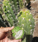 Trichocereus Cactus Seeds Pachanoi, Peruvianus, Bridgesii, Scopulicola, Hybrid seed & others For Sale