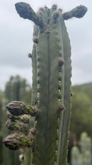 Trichocereus Cactus Seeds Pachanoi, Peruvianus, Bridgesii, Scopulicola, Hybrid seed & others For Sale