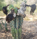 Trichocereus Cactus Seeds Pachanoi, Peruvianus, Bridgesii, Scopulicola, Hybrid seed & others For Sale