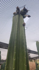 Trichocereus Cactus Seeds Pachanoi, Peruvianus, Bridgesii, Scopulicola, Hybrid seed & others For Sale