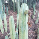 Trichocereus Cactus Seeds Pachanoi, Peruvianus, Bridgesii, Scopulicola, Hybrid seed & others For Sale