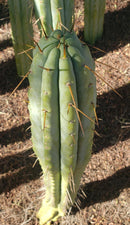 Trichocereus Cactus Seeds Pachanoi, Peruvianus, Bridgesii, Scopulicola, Hybrid seed & others For Sale