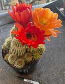 Cactus Ornamental Trichocereus Grandiflorus Hybrid 8-Inch Pot In Mixed Colors For Full Sun