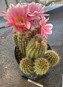Cactus Ornamental Trichocereus Grandiflorus Hybrid 8-Inch Pot In Mixed Colors For Full Sun