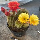 Cactus Ornamental Trichocereus Grandiflorus Hybrid 8-Inch Pot In Mixed Colors For Full Sun