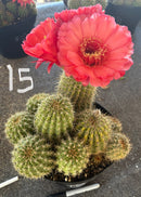 Cactus Ornamental Trichocereus Grandiflorus Hybrid 8-Inch Pot In Mixed Colors For Full Sun