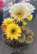 Cactus Ornamental Trichocereus Grandiflorus Hybrid 8-Inch Pot In Mixed Colors For Full Sun