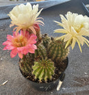 Cactus Ornamental Trichocereus Grandiflorus Hybrid 8-Inch Pot In Mixed Colors For Full Sun