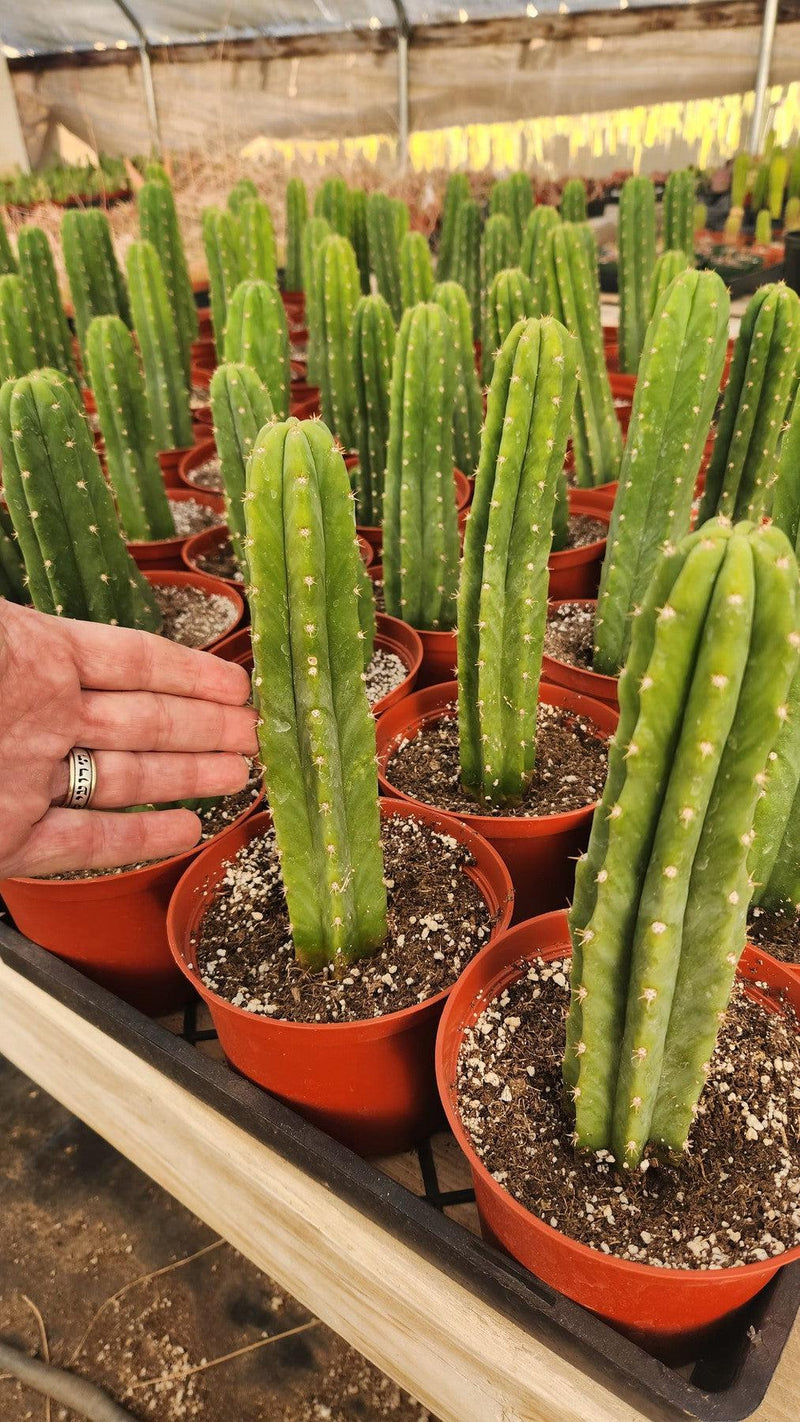 san pedro cactus soil Trichocereus Pachanoi Common San Pedro PC Ornamental Grafting Cactus Cuttings and Potted One Standard 10-12" Trich. PC Ornamental Cutting