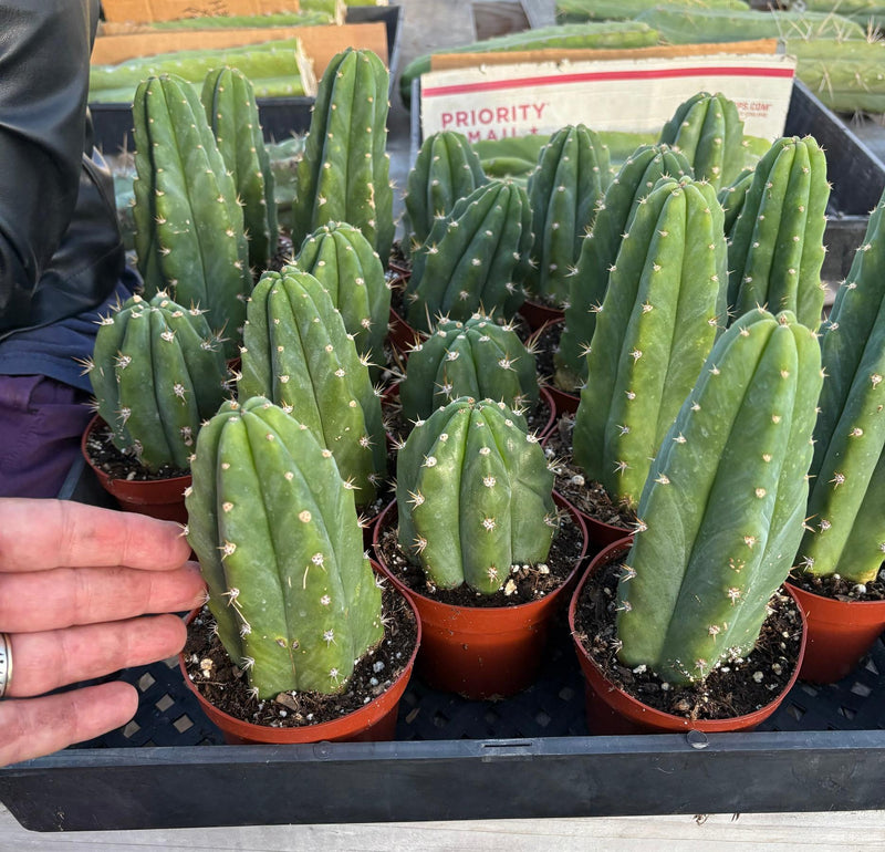 san pedro cactus non pc Trichocereus Pachanoi Common San Pedro PC Ornamental Grafting Cactus C