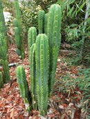 Trichocereus Pachanoi Common San Pedro PC Ornamental Grafting Cactus Cuttings and Potted