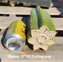Trichocereus Pachanoi Common San Pedro PC Ornamental Grafting Cactus Cuttings and Potted by The Succulent Source