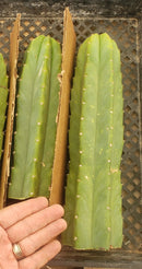 Trichocereus Pachanoi Common San Pedro PC Ornamental Grafting Cactus Cuttings and Potted by The Succulent Source