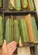 Trichocereus Pachanoi Common San Pedro PC Ornamental Grafting Cactus Cuttings and Potted by The Succulent Source