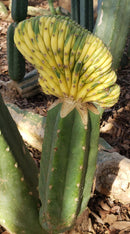 Trichocereus Pachanoi Common San Pedro PC Ornamental Grafting Cactus Cuttings and Potted by The Succulent Source