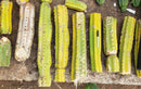 Trichocereus Pachanoi Common San Pedro PC Ornamental Grafting Cactus Cuttings and Potted by The Succulent Source