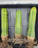 Trichocereus Pachanoi Common San Pedro PC Ornamental Grafting Cactus Cuttings and Potted by The Succulent Source