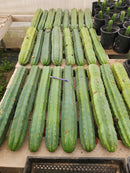 Trichocereus Pachanoi Common San Pedro PC Ornamental Grafting Cactus Cuttings and Potted by The Succulent Source