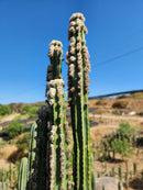 Trichocereus Pachanoi Common San Pedro PC Ornamental Grafting Cactus Cuttings and Potted by The Succulent Source