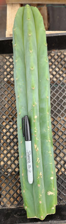 Trichocereus Pachanoi Common San Pedro PC Ornamental Grafting Cactus Cuttings and Potted by The Succulent Source