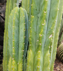 Trichocereus Pachanoi Common San Pedro PC Ornamental Grafting Cactus Cuttings and Potted by The Succulent Source