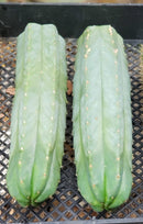 Trichocereus Pachanoi Common San Pedro PC Ornamental Grafting Cactus Cuttings and Potted by The Succulent Source